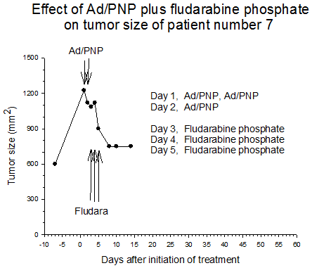 Figure 1 Effect of AD/PNP plus fludarabine phosphate on tumor size of patient number 7