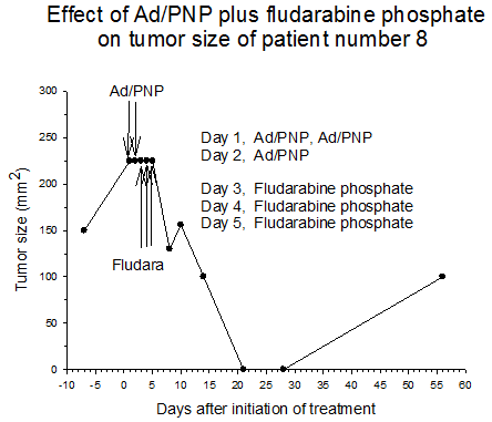 Figure 2 Effect of AD/PNP plus fludarabine phosphate on tumor size of patient number 8