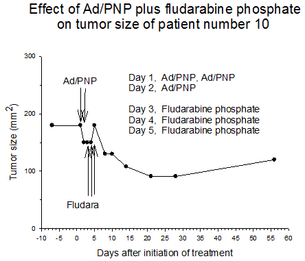 Figure 4 Effect of AD/PNP plus fludarabine phosphate on tumor size of patient number 10
