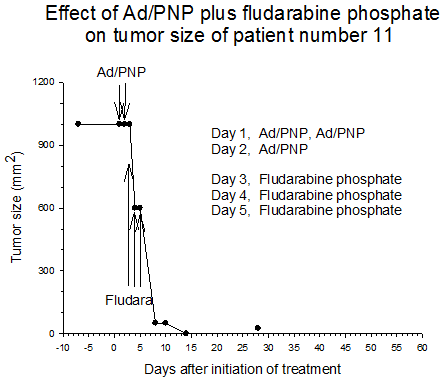 Figure 5 Effect of AD/PNP plus fludarabine phosphate on tumor size of patient number 11